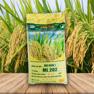 Giống Lúa ML202