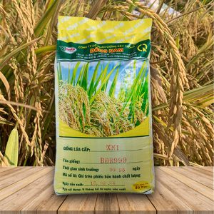 Giống Lúa BĐR999