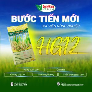 Giống lúa HG12