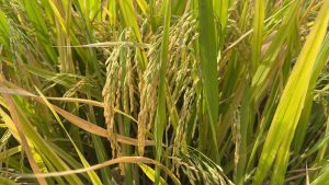 Kỹ thuật gieo trồng lúa HG12