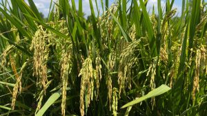 OM380 giai đoạn đỏ đuôi