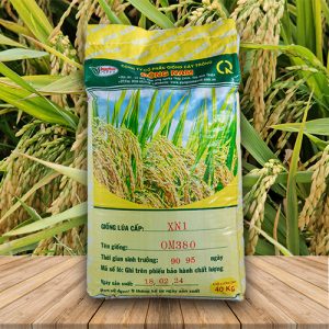 Giống lúa Om380 của Đông Nam Seed