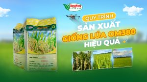 Quy Trình Sản Xuất Giống Lúa OM380